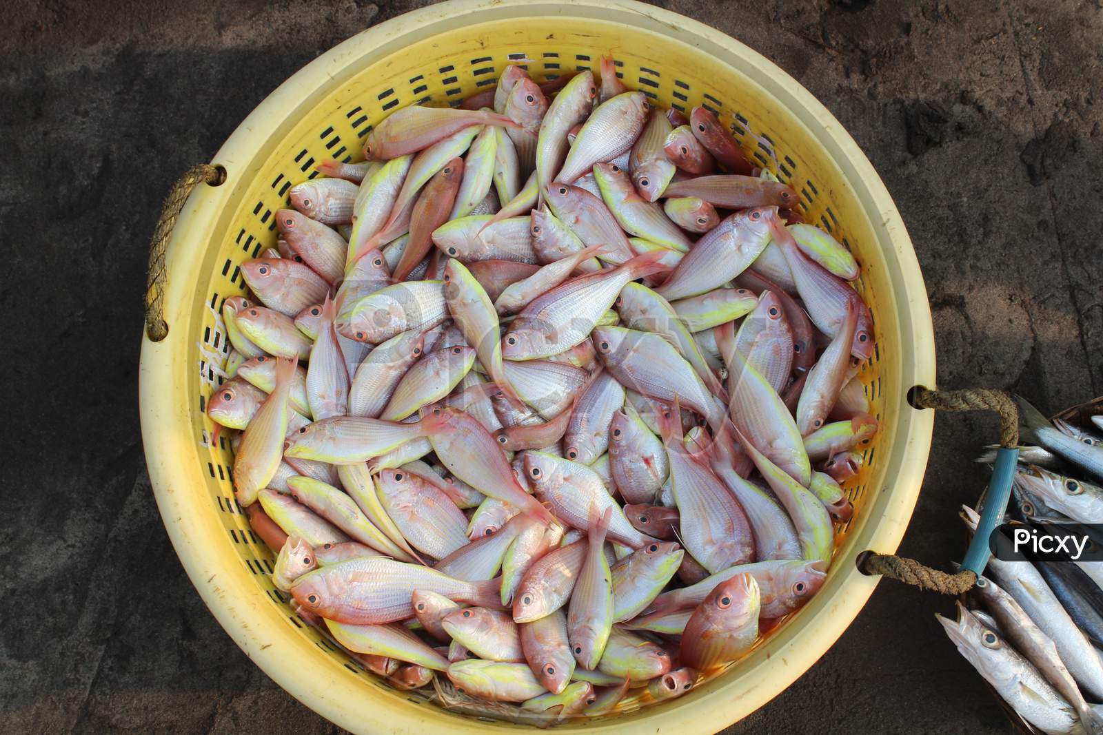 Image of Fish-ZF809190-Picxy