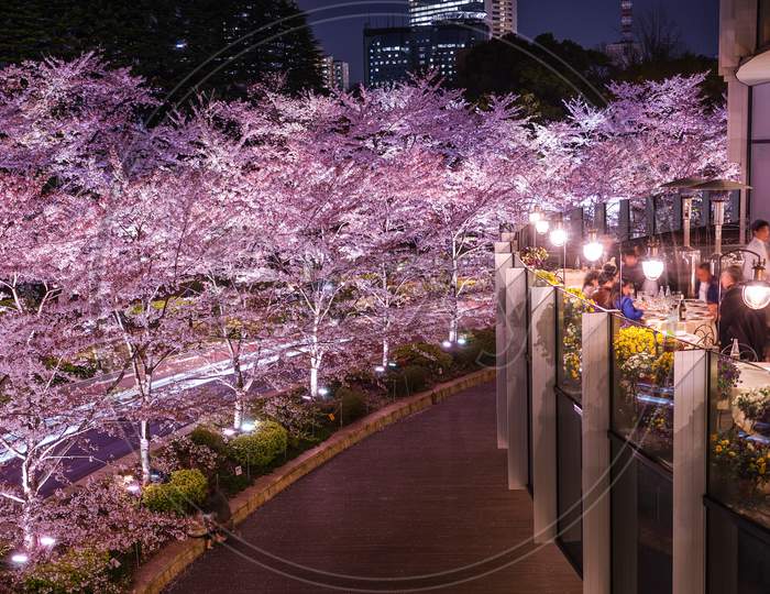 Cherry Blossoms In Tokyo Midtown (In Full Bloom)