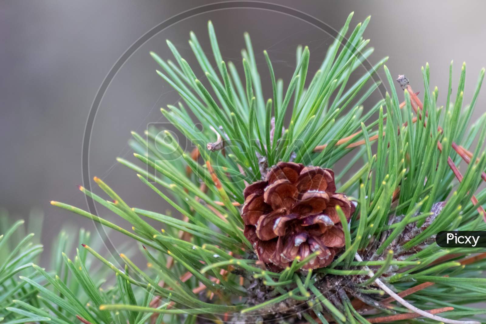 Premium Photo  A growing ripe small pine cones close-up