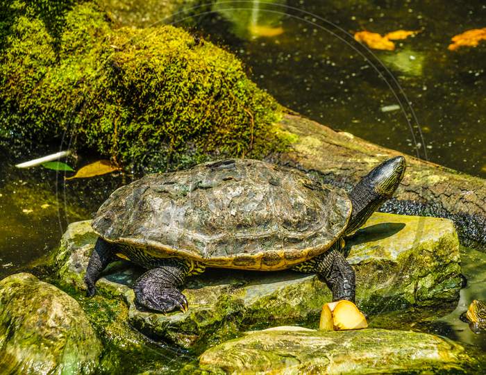 Image Of Florida Akahara Turtle