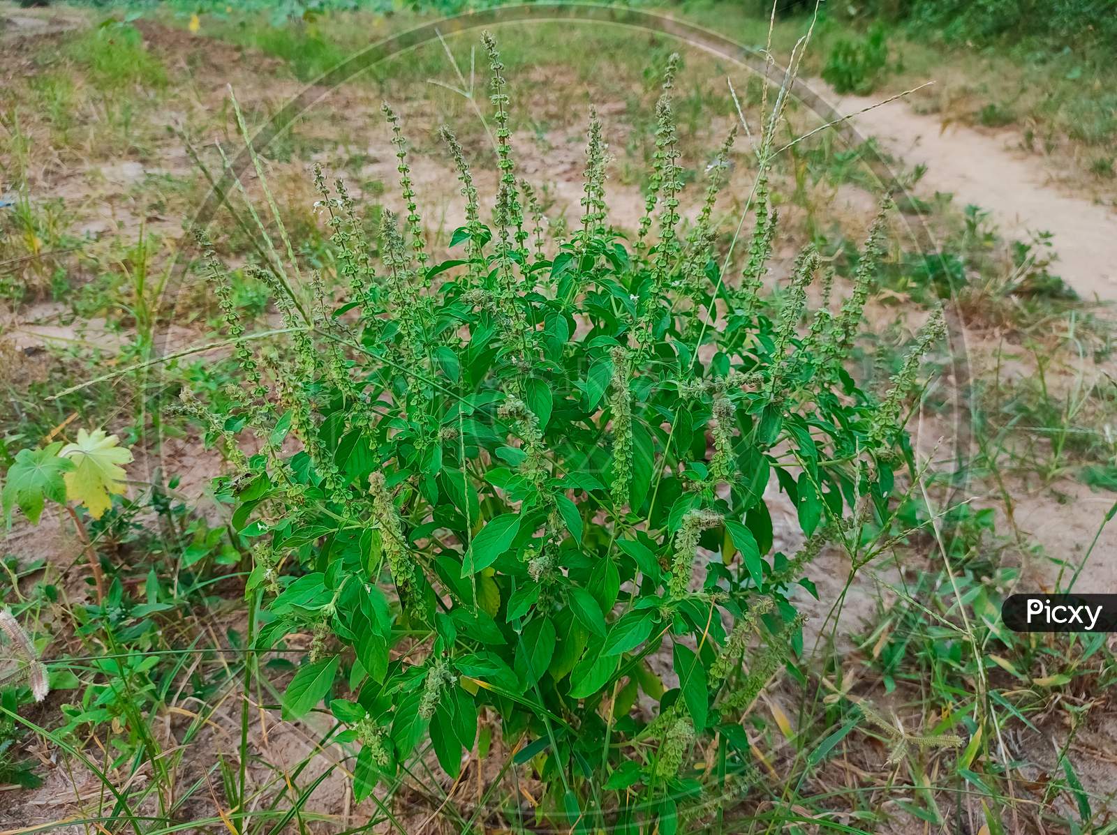 Closeup Shot Of Barbari ( Common Basil , Lemon Basil , Maunvus Basil , Common Sweet-Basil ) Singal Plant
