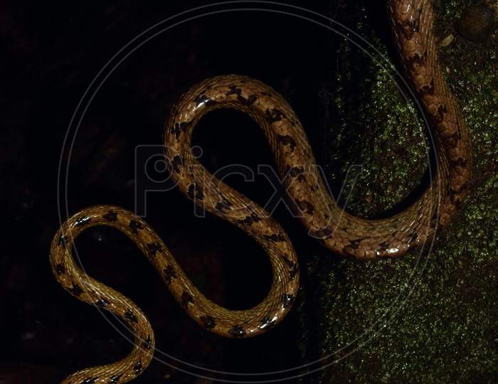 Beddome's Cat Snake from Matheran, Maharashtra