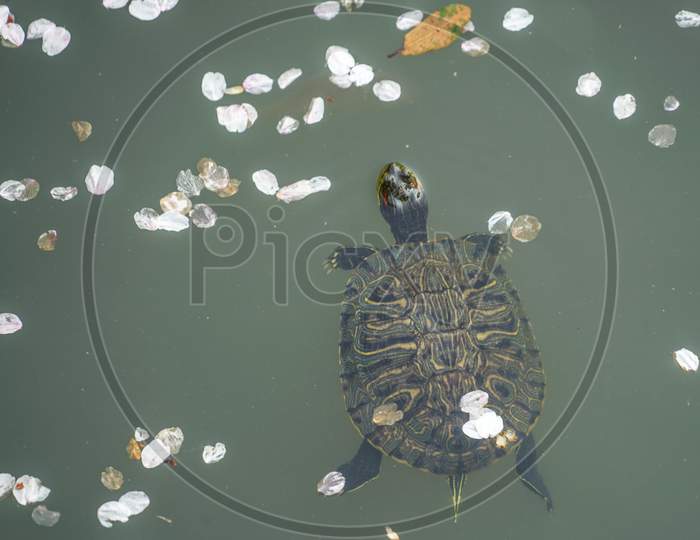 Green Turtle Swimming Pond Cherry Petals Floating