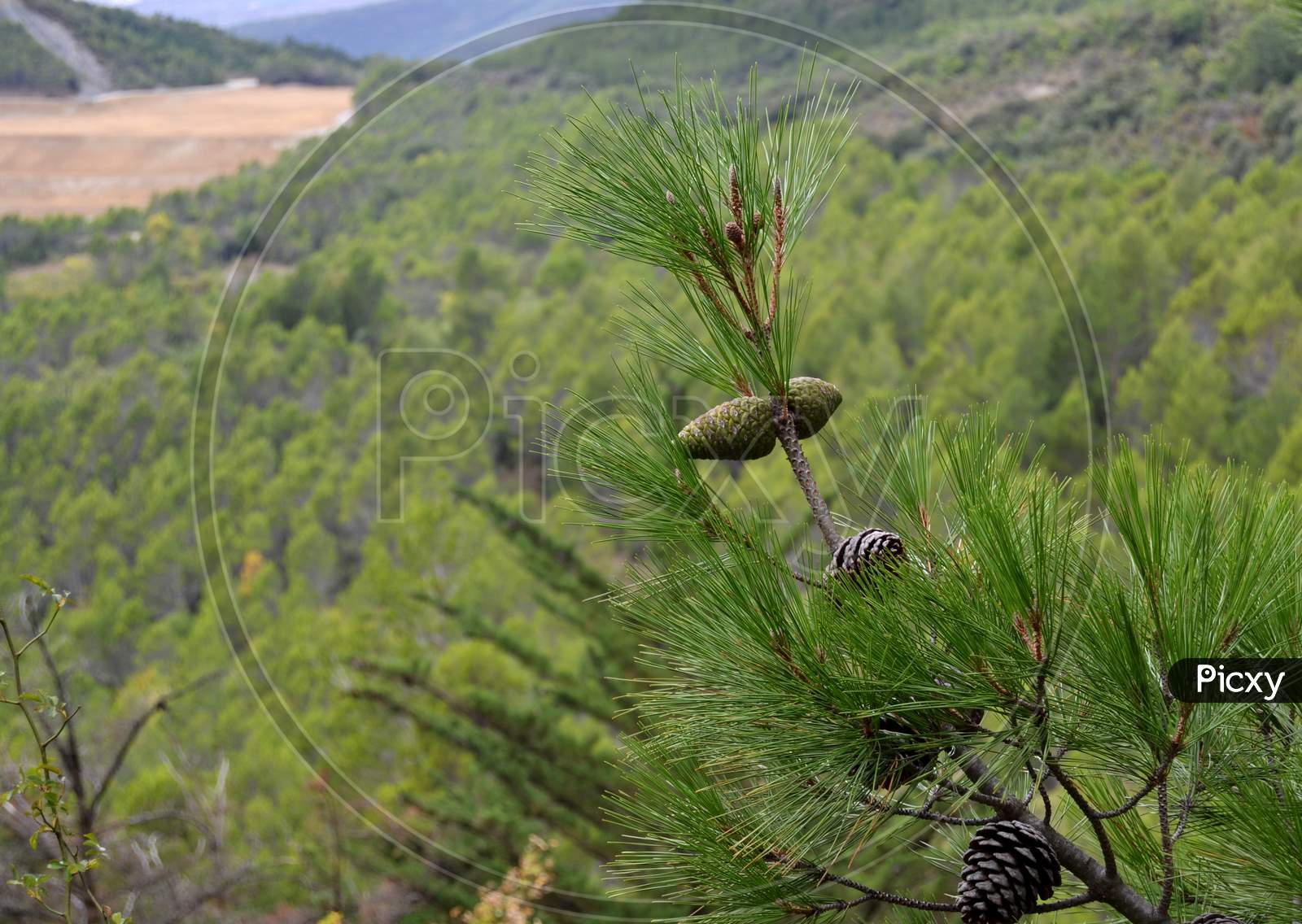 Green Pine Cones On The Pine