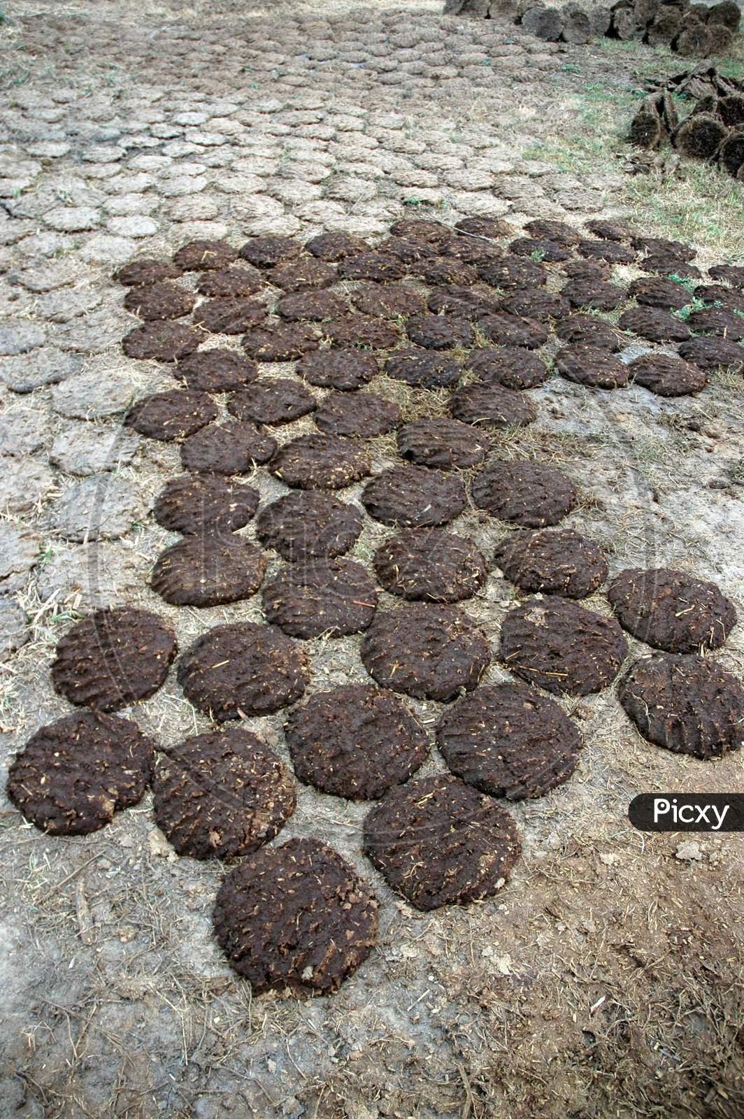Making Cow Dung Cakes