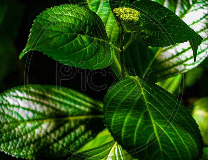 Green Leaves Of (Hardwood) Image