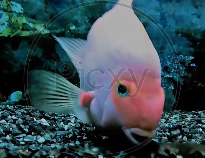 Fish, Garibaldi fish, Hypsypops rubicundus, catalina goldfish,