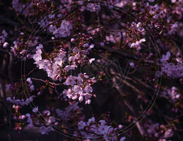 Ooka River Promenade Thirds Bloom Cherry Tree