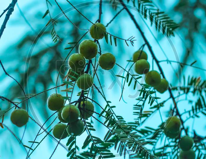 Fresh fruits are hanging on the tree