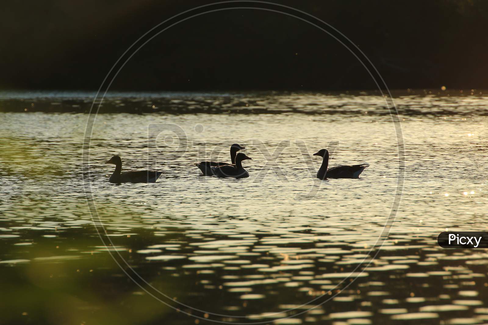 Image of The Wild Goose Float In The Evening Lake While The Golden ...