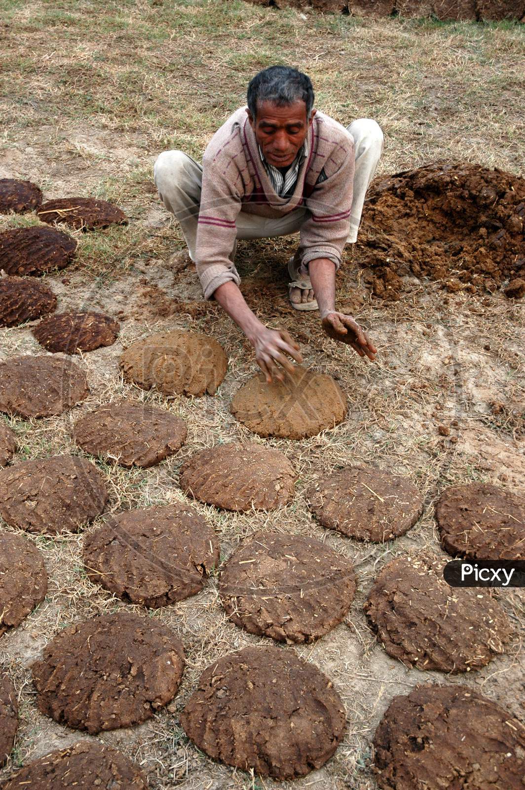 Making Cow Dung Cakes