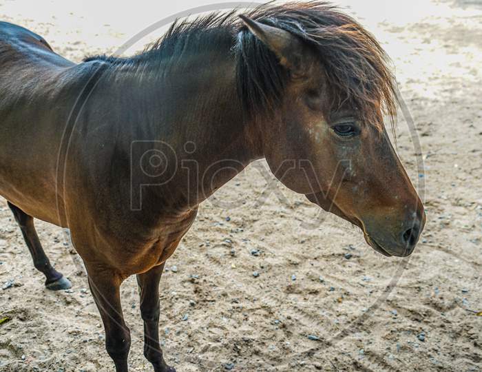 Brown Hair Of The Horse (Thailand, Pattaya)