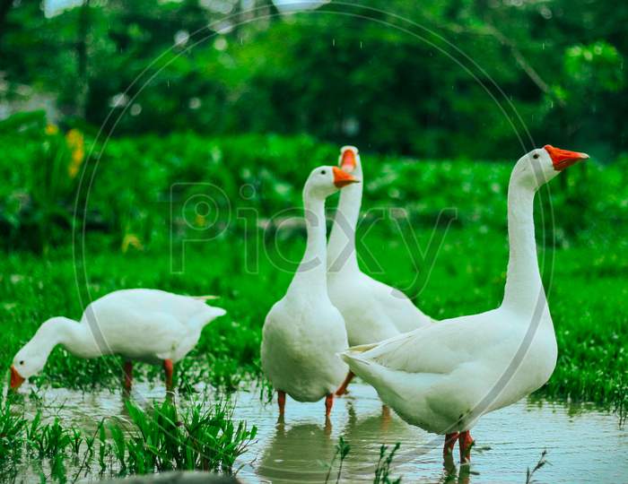In the rainy afternoon of the village, the swans are in harmony with nature Duck King