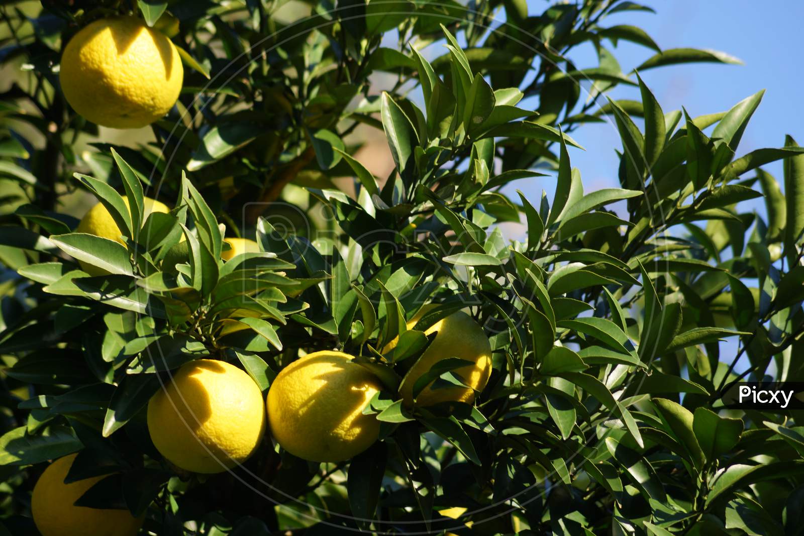 Of Citrus Fruit Image