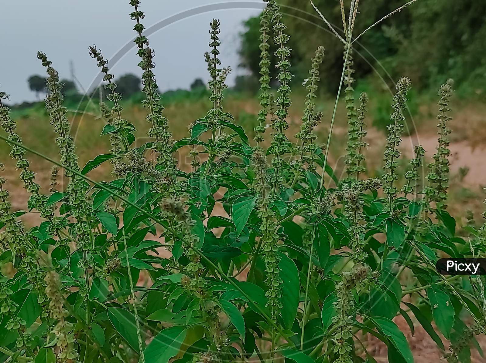 Closeup Shot Of Barbari ( Common Basil , Lemon Basil , Maunvus Basil , Common Sweet-Basil ) Singal Plant