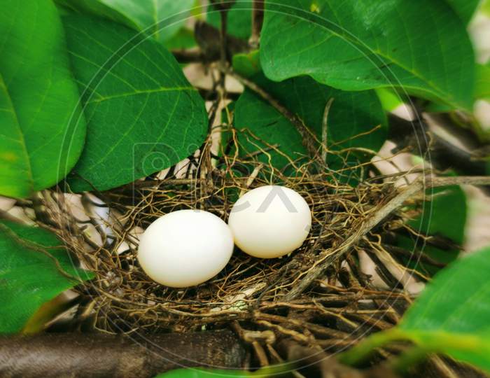 Birds Nest with eggs