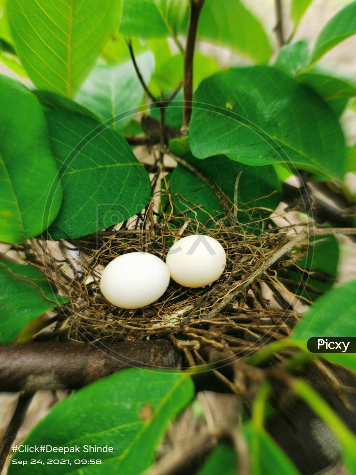 Birds Nest with eggs