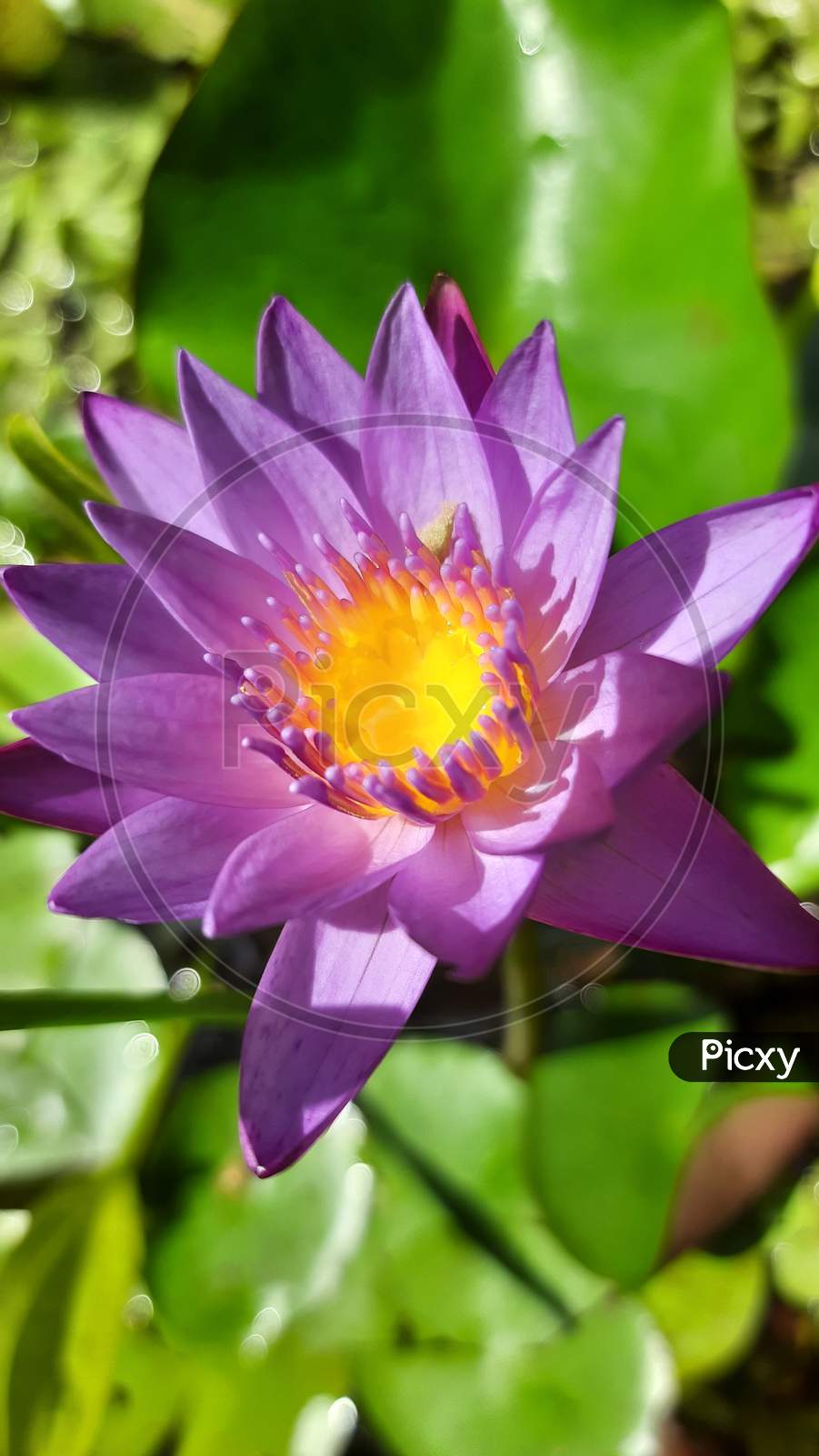 Water Lotus kitchen garden flower