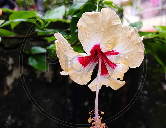 Close up shot of a yellow hibiscus flower in blurry background in kolkata,India. Selective focus on middle.