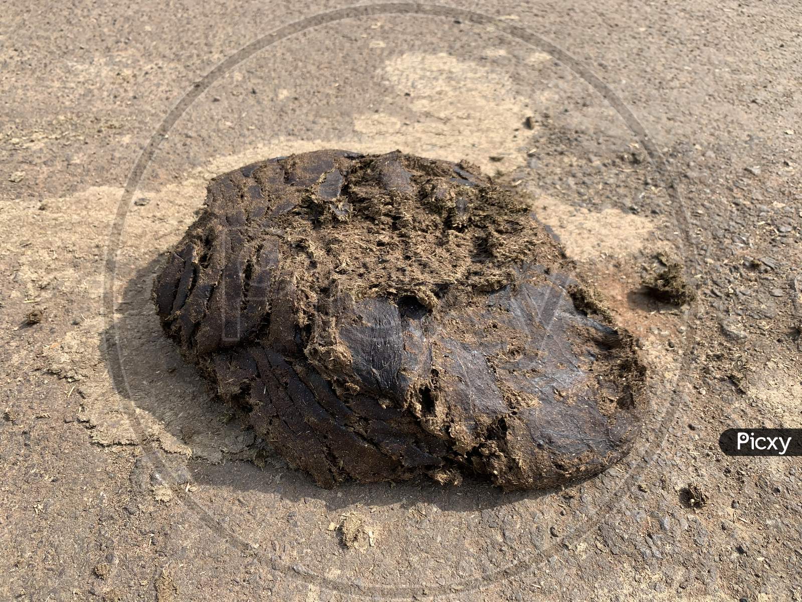 Image of Cow dung, also known as cow pats or cow manure.is often used as  manure (agricultural fertilizer), caked and dried cow dung is used as fuel -MQ517307-Picxy