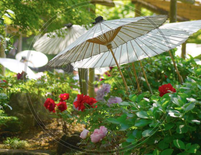 Scenery There Is A Japanese Umbrella, Peony