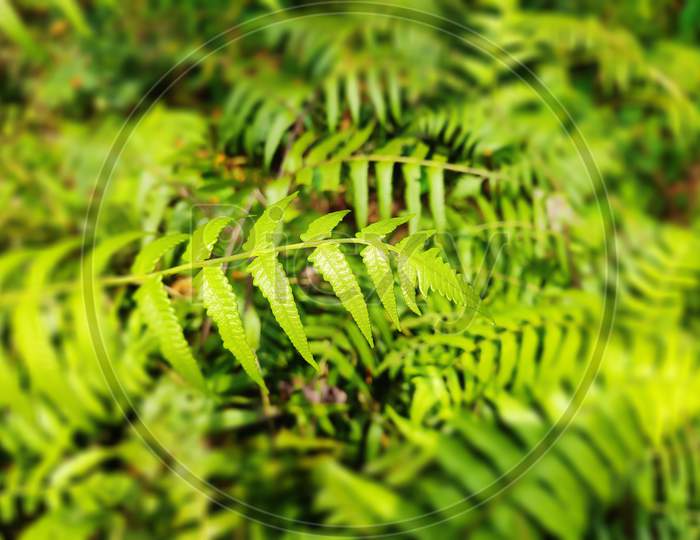 Texture of a farn leaves in blurry background in West Bengal, India. Selective focus on middle.