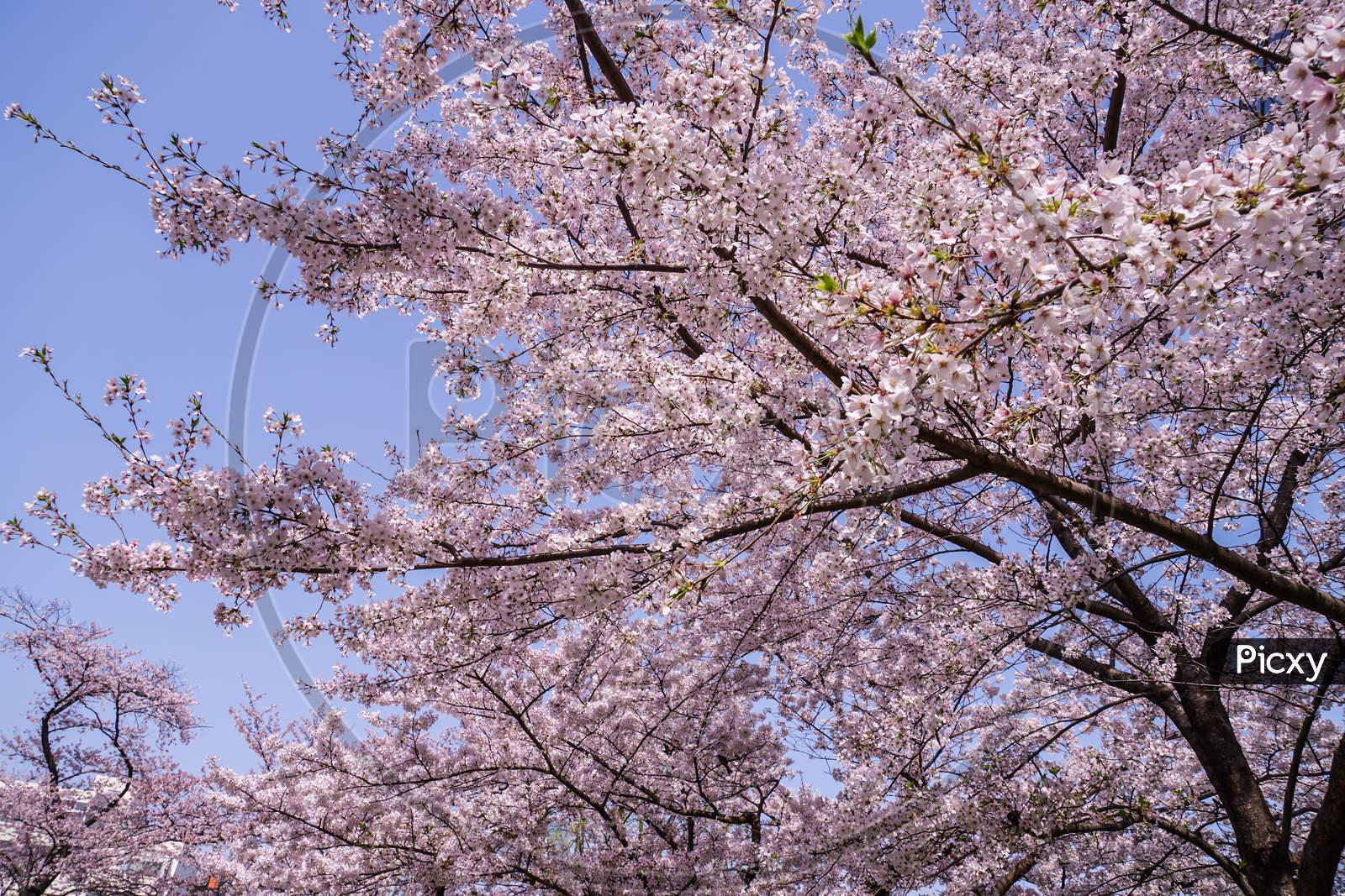 Cherry Blossoms And Blue Sky In Full Bloom