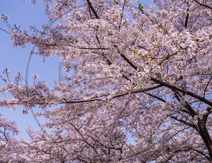 Cherry Blossoms And Blue Sky In Full Bloom