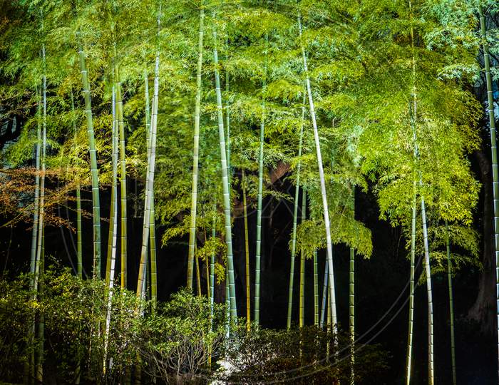 Light-Up Bamboo Grove Of Rikugien