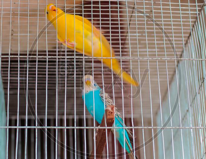 Pretty colorful birds trapped in cage