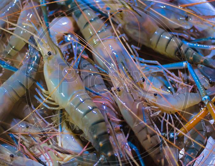 Close up white fresh big shrimp sea tasty food prawn