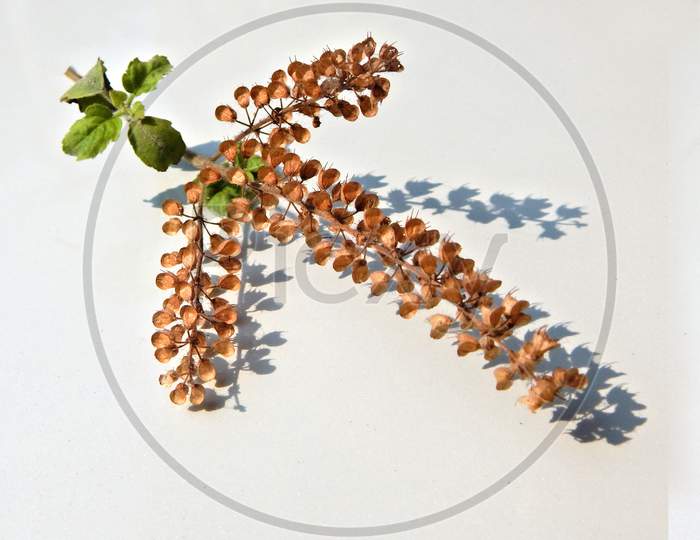 View Of Indian Tulasi Or Holy Basil Stem With Leaves