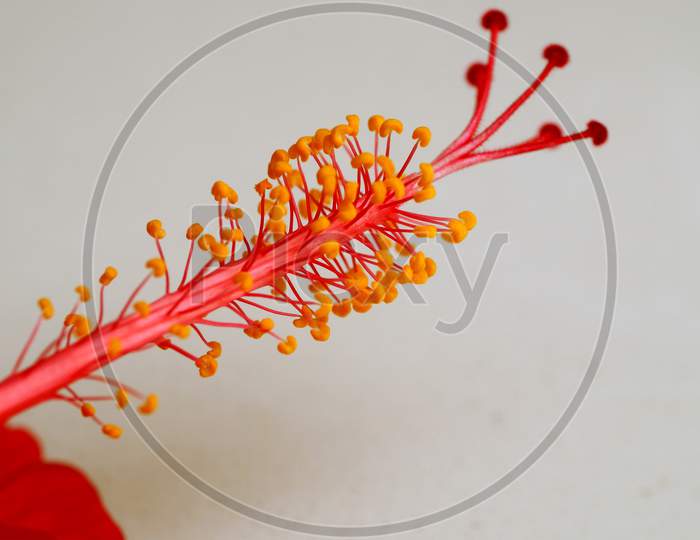 View Of Pistil Of Hibiscus Flower On White Background