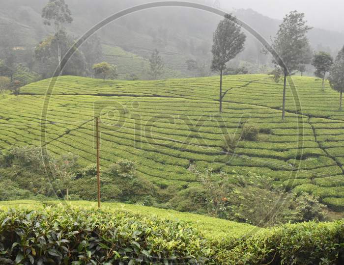Munnar, Tea Gardens In Kerala, South India