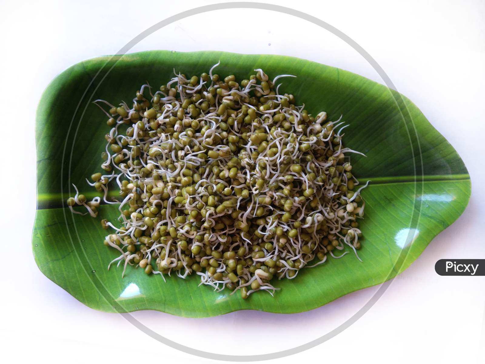 Sprouted moong, mung or green gram, organic type, a healthy vegetarian food in bowl, high protein diet.