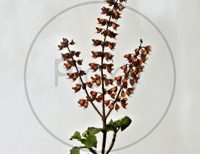 View Of Indian Tulasi Or Holy Basil Stem With Leaves