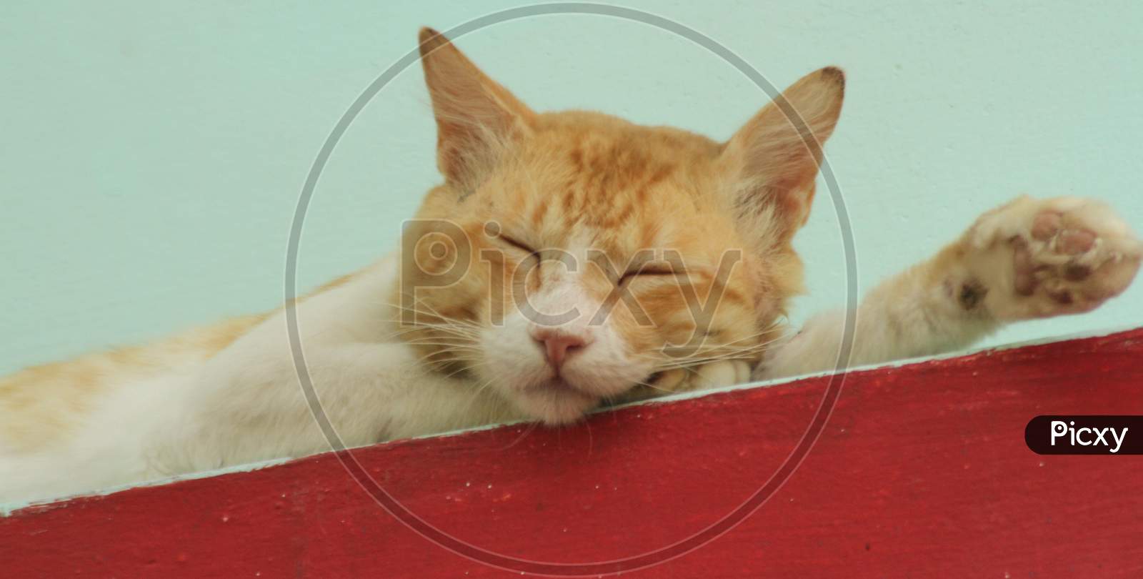 Closeup Of A Cat Sleeping
