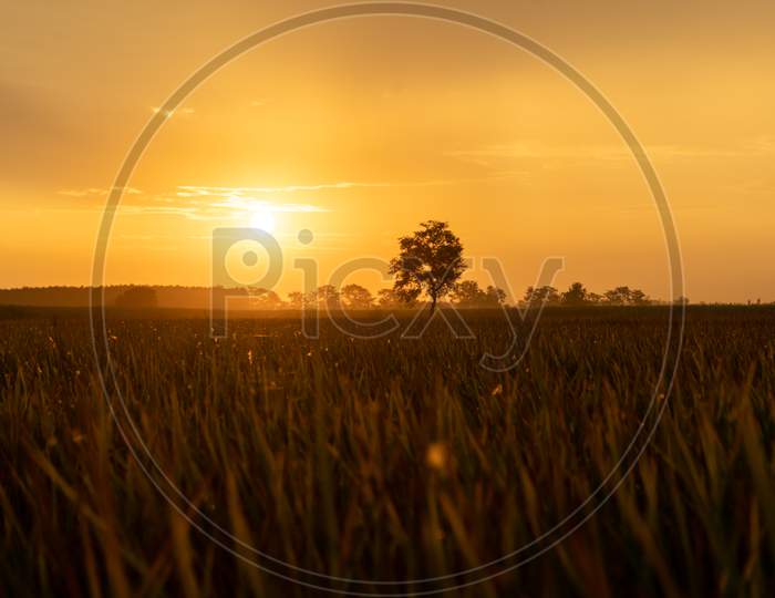 Landscape Scenic View Of A Field In India. Silhouette Tree In India With Sunset. Tree Silhouetted Against The Setting Sun. Dark Tree On Open Fields Dramatic Sunrise.