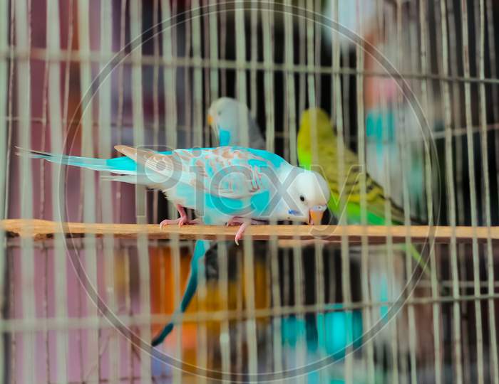 Pretty colorful birds trapped in cage