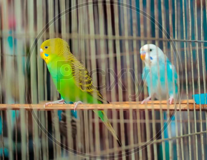 Colourful bird trapped in the cage