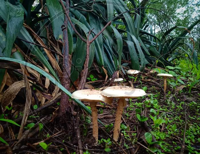 Mashroom in the forest