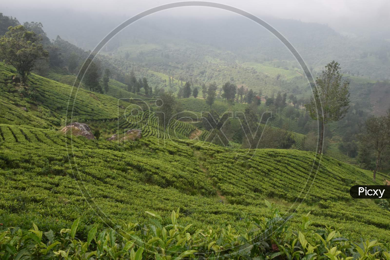 Tea Gardens In India