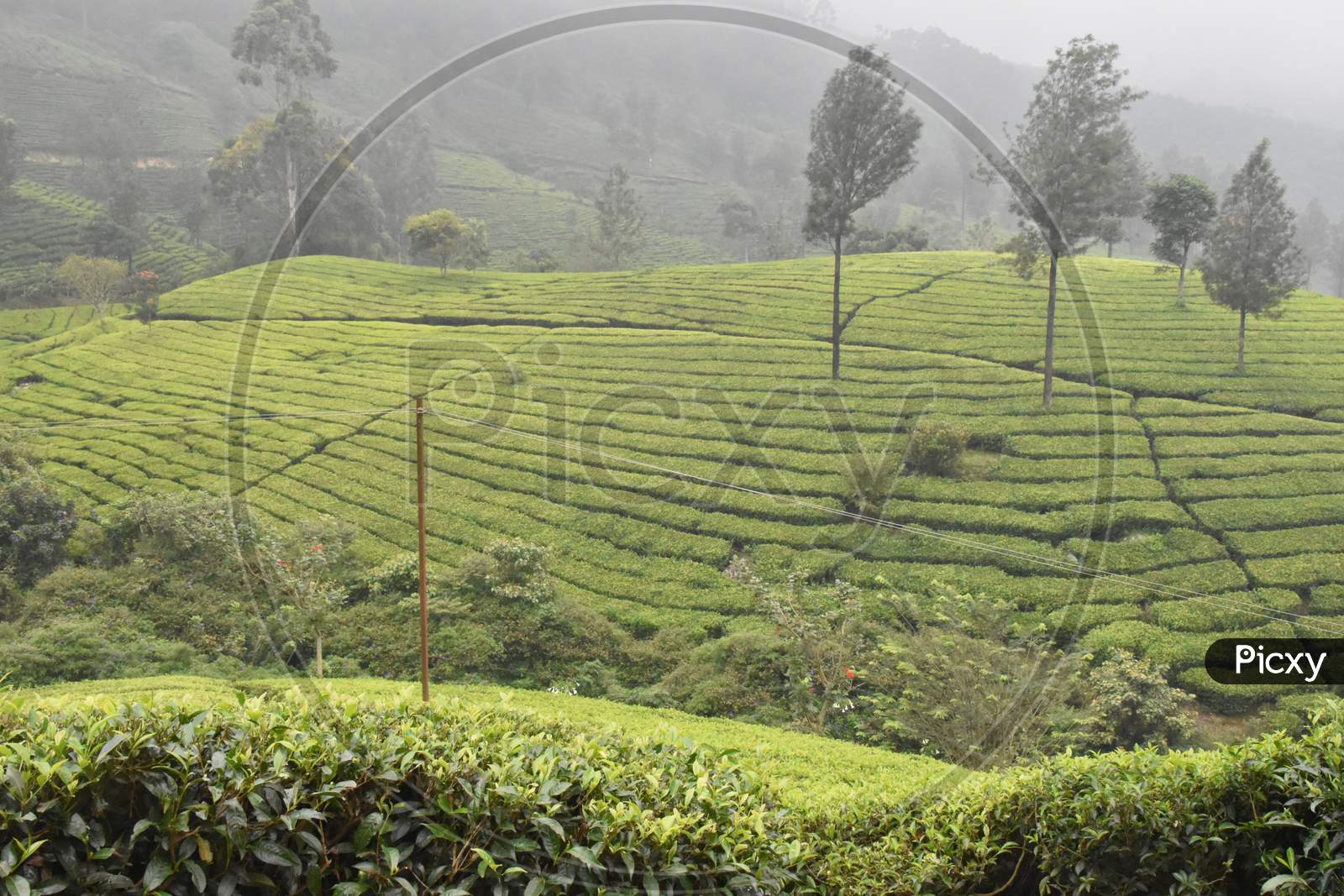 Munnar, Tea Gardens In India
