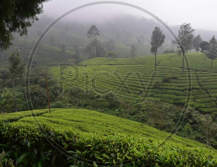 Munnar, Tea Gardens In Kerala, South India