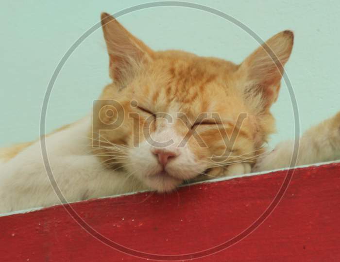 Closeup Of A Cat Sleeping