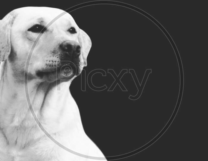 Beautiful Smart Labrador Retriever Dog Closeup On The Dark Background