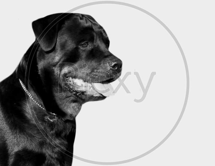 Strong Black Rottweiler Dog Face In The Black Background
