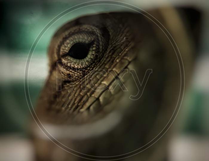reptile,closeup