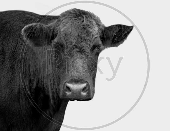 Black Cow Face On The White Background