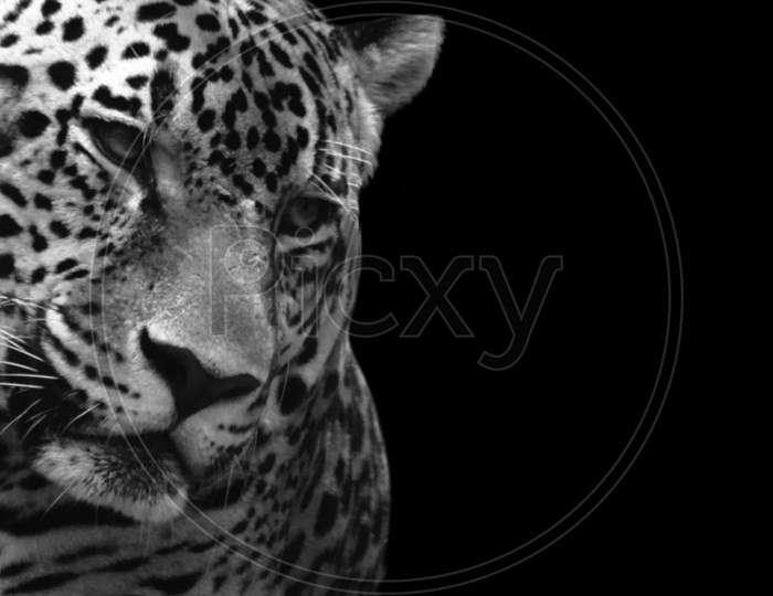 Dangerous Black And White Leopard Closeup Face In The Dark Background